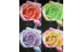CraftArtEdu Beth Wheeler Introduction to Alerted Photo Artistry