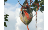 CraftArtEdu Inger Maaike Felting a Birdpod Using a Resist