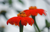    Taking Great Photos with Your Smartphone with Heidi Rand